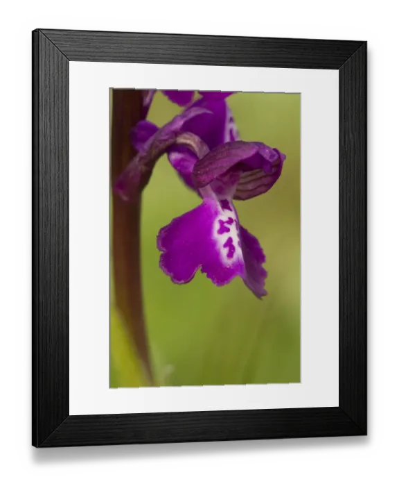Framed Print : Green-winged Orchid (Orchis morio) close-up of flower, Crowle, Lincolnshire, England, may