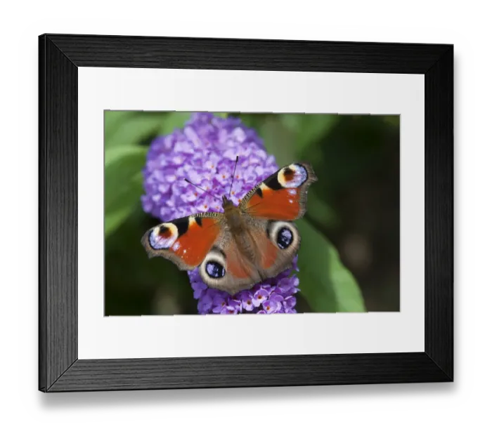Framed Print : Peacock Butterfly (Inachis io) adult, feeding on Buddleia (Buddleja sp. ) flowers, Rhineland-Palatinate, Germany, july Framed Print : Peacock Butterfly (Inachis io) adult, feeding on Buddleia (Buddleja sp. ) flowers, Rhineland-Palatinate, Germany, july