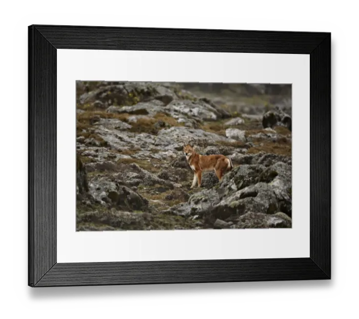 Framed Print : Ethiopian Wolf (Canis simensis) adult, standing amongst rocks in afro-alpine moorland habitat, Bale Mountains, Oromia, Ethiopia Framed Print : Ethiopian Wolf (Canis simensis) adult, standing amongst rocks in afro-alpine moorland habitat, Bale Mountains, Oromia, Ethiopia