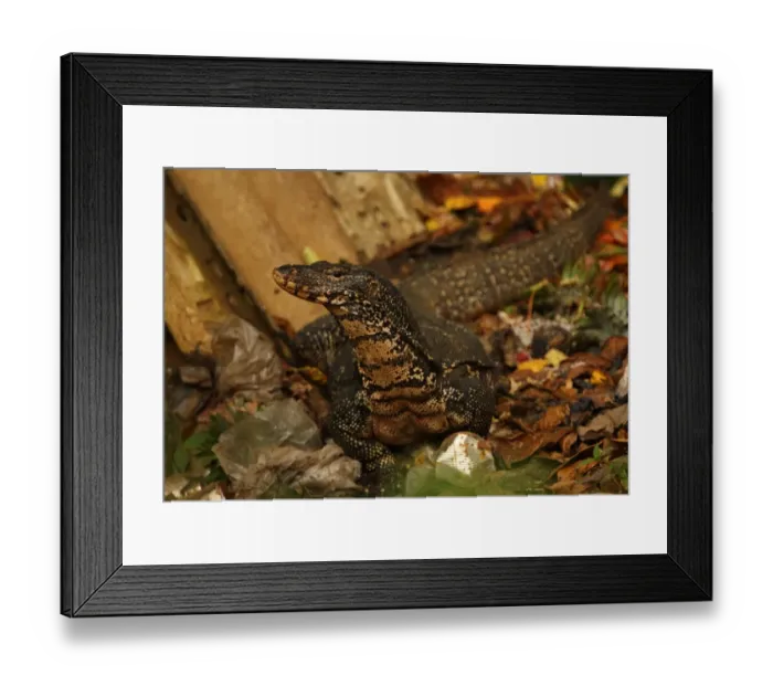 Framed Print : Asian Water Monitor (Varanus salvator salvator) Kabaragoya, adult, scavenging on rubbish dump, Sri Lanka, december Framed Print : Asian Water Monitor (Varanus salvator salvator) Kabaragoya, adult, scavenging on rubbish dump, Sri Lanka, december