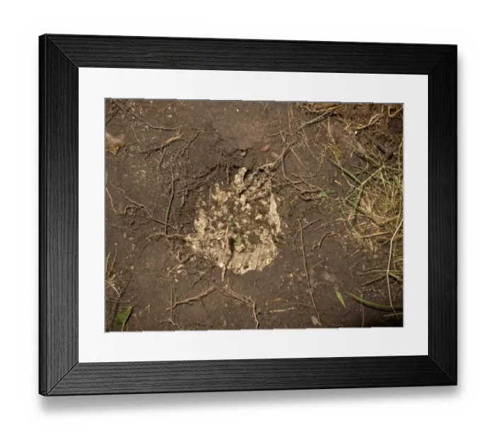 Framed Print : Eurasian Badger (Meles meles) feeding sign, wasp nest dug out of ground, Midlands, England, july Framed Print : Eurasian Badger (Meles meles) feeding sign, wasp nest dug out of ground, Midlands, England, july