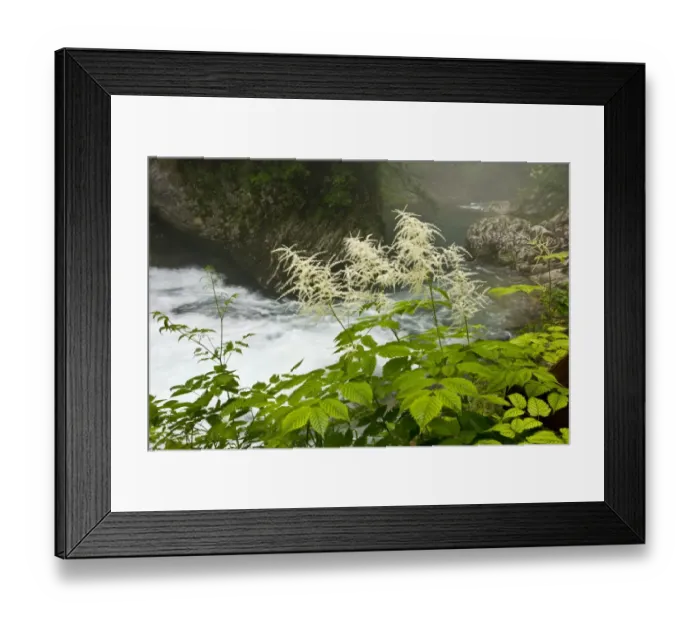 Framed Print : Buck's Beard (Aruncus dioicus) flowering, growing beside mountain river, Radovna River, Vintgar Gorge, Triglav N. P. Julian Alps, Slovenia, june Framed Print : Buck's Beard (Aruncus dioicus) flowering, growing beside mountain river, Radovna River, Vintgar Gorge, Triglav N. P. Julian Alps, Slovenia, june