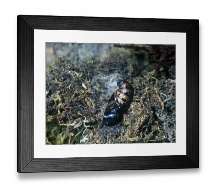 Framed Print : Butterfly-Fritillary Dark Green Larva(Argynnis aglaia) close-up of pupa Framed Print : Butterfly-Fritillary Dark Green Larva(Argynnis aglaia) close-up of pupa
