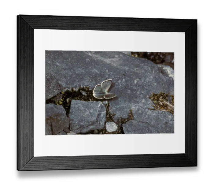 Framed Print : Gavarnie Blue (Agriades pyrenaicus) Male  /  upper wing