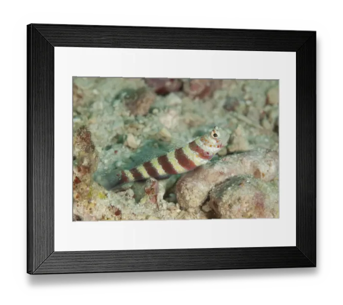 Framed Print : Gorgeous Shrimpgoby (Amblyeleotris wheeleri) adult, on reef, Sipadan Island, Sabah, Borneo, Malaysia Framed Print : Gorgeous Shrimpgoby (Amblyeleotris wheeleri) adult, on reef, Sipadan Island, Sabah, Borneo, Malaysia