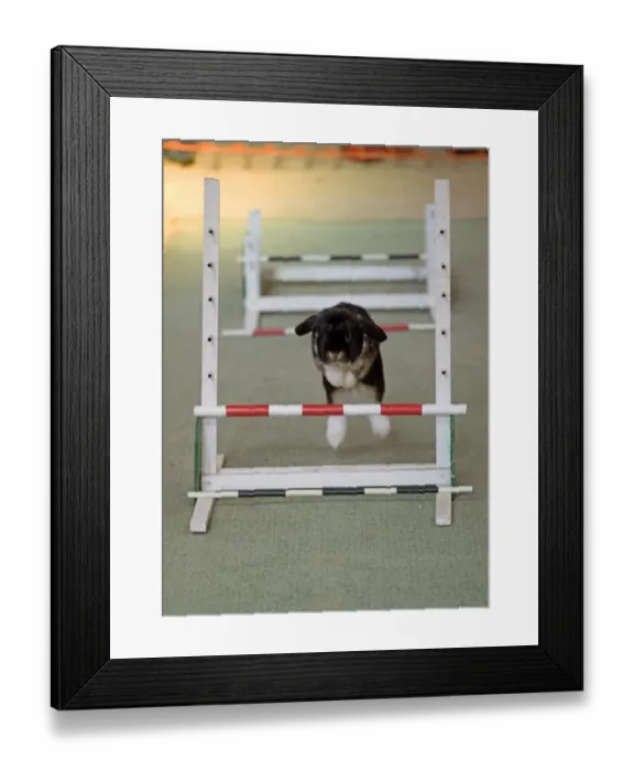 Framed Print : Domestic Rabbit, adult, jumping hurdles at show, England, october Framed Print : Domestic Rabbit, adult, jumping hurdles at show, England, october