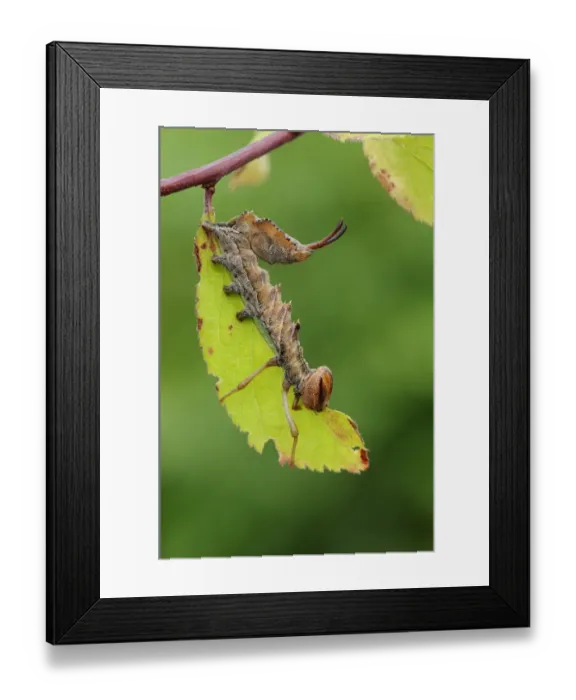 Framed Print : Lobster Moth (Stauropus fagi) larva, feeding on blackthorn leaf, Oxfordshire, England