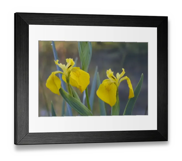 Framed Print : Yellow Iris (Iris pseudacorus) close-up of two flowers, Powys, Wales, june Framed Print : Yellow Iris (Iris pseudacorus) close-up of two flowers, Powys, Wales, june