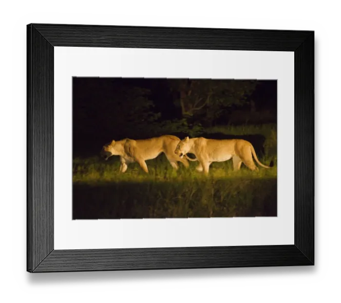 Framed Print : Lion (Panthera leo) two adult females, hunting at night, Okavango Delta, Botswana Framed Print : Lion (Panthera leo) two adult females, hunting at night, Okavango Delta, Botswana