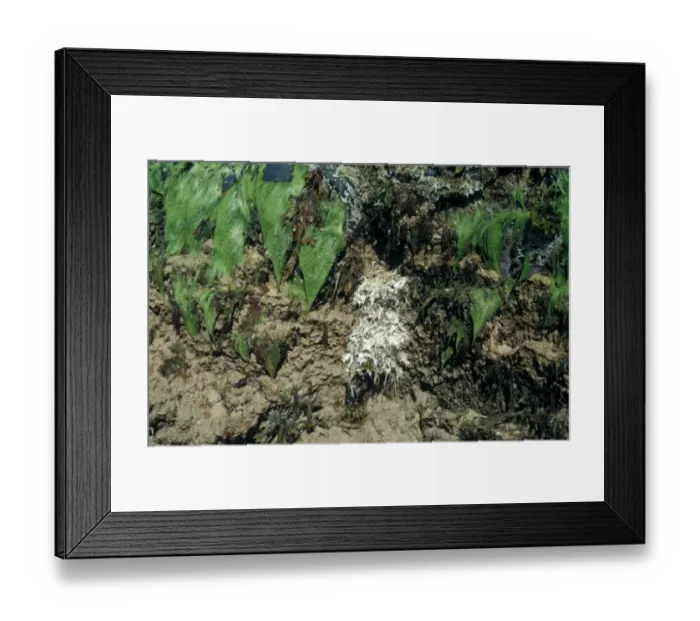 Framed Print : Corkwing Wrasse (Crenilabrus melops) Remains of nest after escape of young  /  consists of