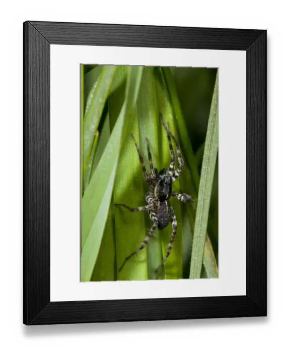 Framed Print : Pond Pirate Wolfspider (Pirata piraticus) adult, resting in long grass, waiting to ambush prey, Crossness Nature Reserve, Bexley, Kent, England, may