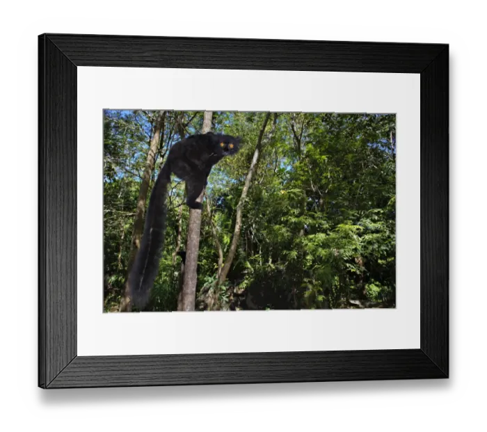 Framed Print : Black Lemur (Eulemur macaco) adult male, climbing tree trunk in forest habitat, Nosy Komba, Madagascar Framed Print : Black Lemur (Eulemur macaco) adult male, climbing tree trunk in forest habitat, Nosy Komba, Madagascar