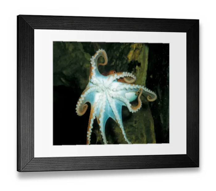 Framed Print : Lesser Octopus (Eledone cirrhosa) Clinging to aquarium glass / showing Framed Print : Lesser Octopus (Eledone cirrhosa) Clinging to aquarium glass / showing