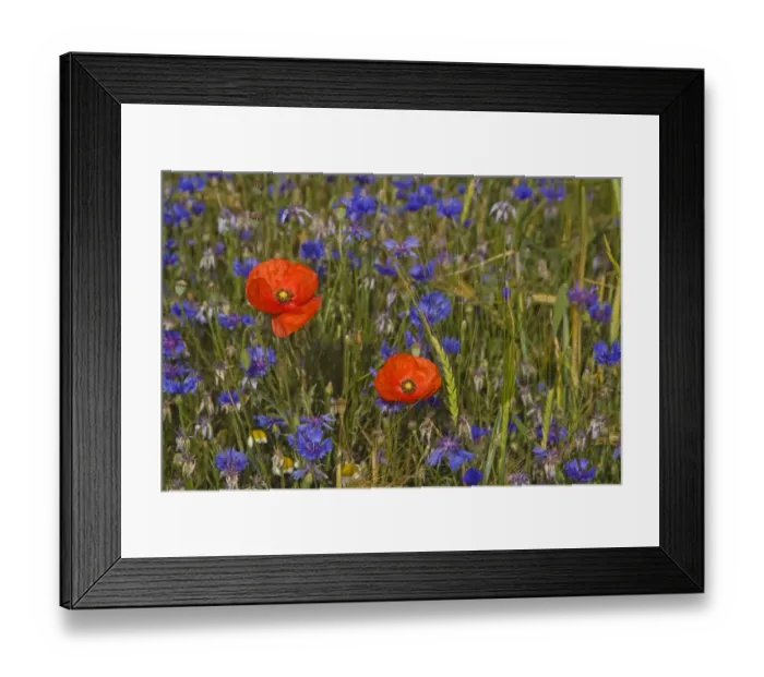 Framed Print : Corn Poppy (Papaver rhoeas) and Cornflower (Centaurea cyanus) flowering, growing as weed in Barley (Hordeum vulgare) crop, Spain, june