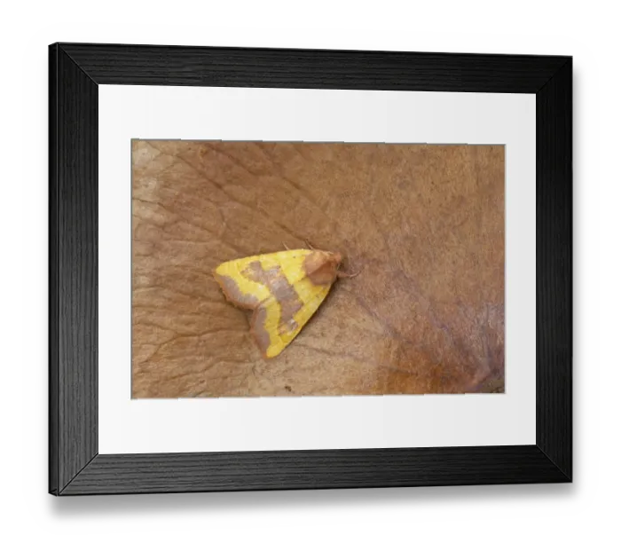 Framed Print : Centre-barred Sallow (Atethmia centrago) adult, Essex, England Framed Print : Centre-barred Sallow (Atethmia centrago) adult, Essex, England