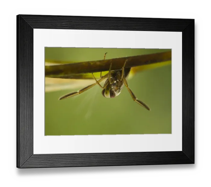 Framed Print : Common Water Boatman (Notonecta glauca) adult, resting on submerged stem, Derbyshire, England, july Framed Print : Common Water Boatman (Notonecta glauca) adult, resting on submerged stem, Derbyshire, England, july
