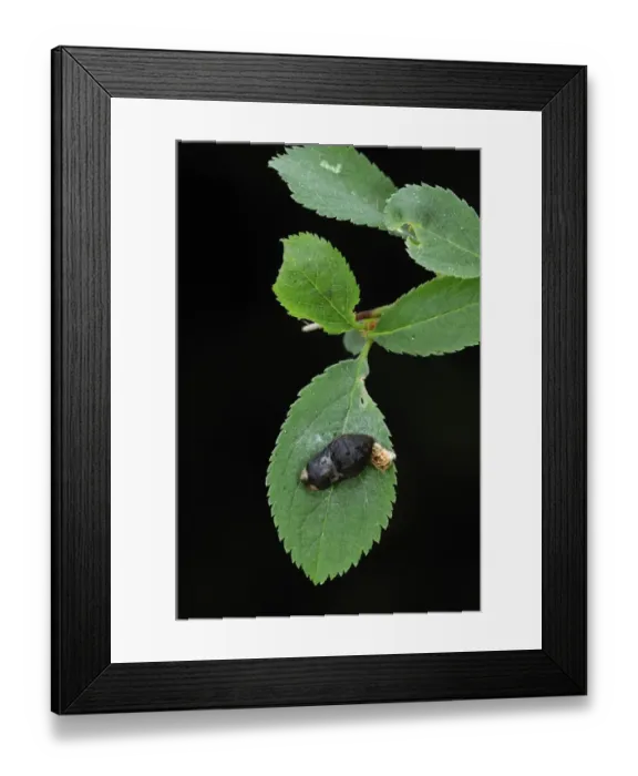 Framed Print : Black Hairstreak (Satyrium pruni) pupa and old larval skin attached to blackthorn leaf, England Framed Print : Black Hairstreak (Satyrium pruni) pupa and old larval skin attached to blackthorn leaf, England