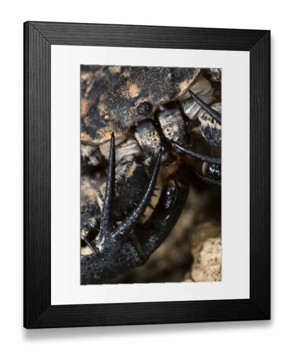 Framed Print : Variegated Tailless Whip Scorpion (Damon variegatus) adult female, close-up of palps with raptorial spurs, Central Africa Framed Print : Variegated Tailless Whip Scorpion (Damon variegatus) adult female, close-up of palps with raptorial spurs, Central Africa