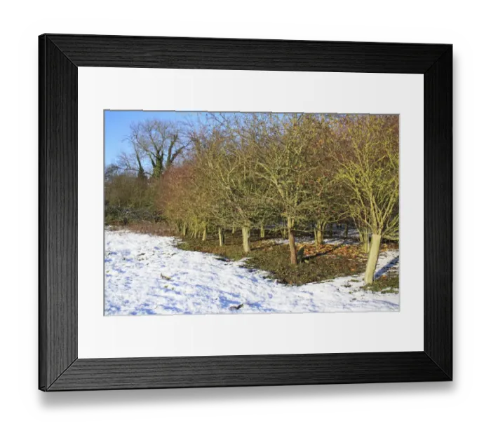 Framed Print : New woodland in snow, young trees protected with plastic sleeves, Bacton, Suffolk, England, november