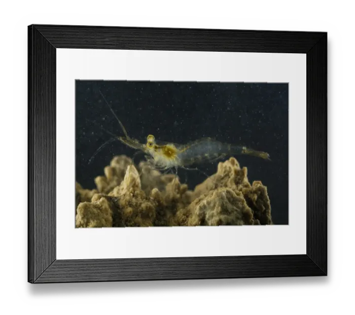 Framed Print : Pond Shrimp (Palaemonetes antennarius) adult, on rock underwater, Italy, july Framed Print : Pond Shrimp (Palaemonetes antennarius) adult, on rock underwater, Italy, july