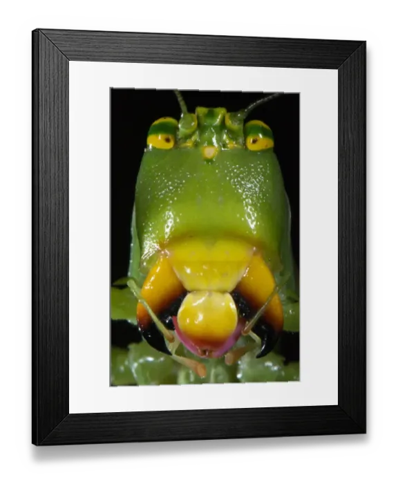 Framed Print : Katydid (Tettigoniidae sp. ) adult female, close-up of head, Los Amigos Biological Station, Madre de Dios, Amazonia, Peru