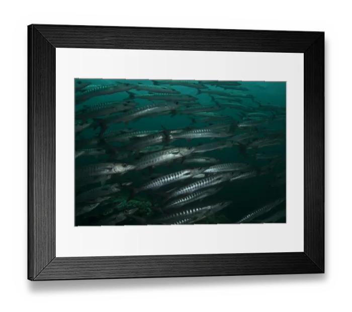 Framed Print : Blackfin Barracuda (Sphyraena qenie) shoal, Barracuda Point, Sipadan Island, Sabah, Borneo, Malaysia Framed Print : Blackfin Barracuda (Sphyraena qenie) shoal, Barracuda Point, Sipadan Island, Sabah, Borneo, Malaysia