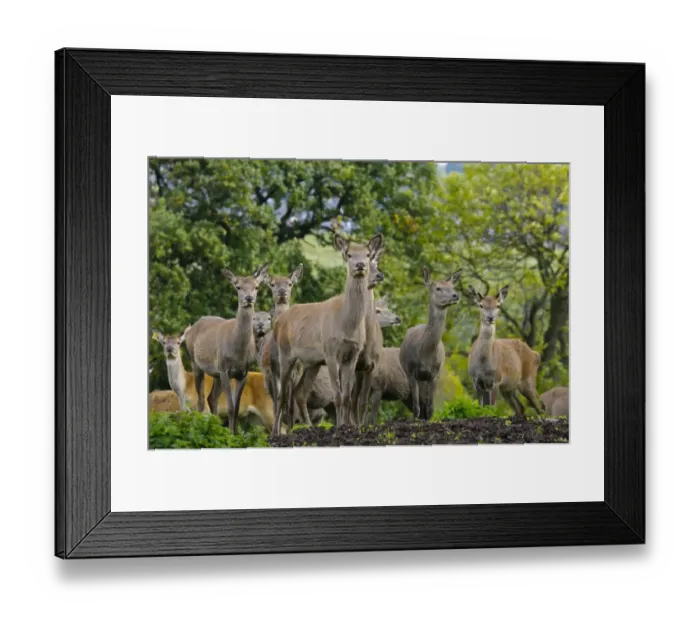 Framed Print : Deer farming, farmed Red Deer (Cervus elaphus) hinds, Yorkshire, England, october