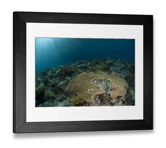 Framed Print : Coral reef habitat with various species of fish and sunbeams, Wetar Island, Barat Daya Islands, Lesser Sunda Islands, Maluku Province, Indonesia