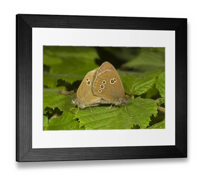 Framed Print : Ringlet (Aphantopus hyperantus) adult pair, mating, Norfolk, England, july Framed Print : Ringlet (Aphantopus hyperantus) adult pair, mating, Norfolk, England, july