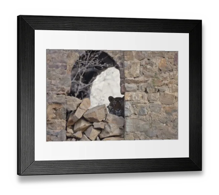 Framed Print : Indian Tiger (Panthera tigris) adult, resting in ruin of historic fortress, Ranthambore N. P. Rajasthan, India Framed Print : Indian Tiger (Panthera tigris) adult, resting in ruin of historic fortress, Ranthambore N. P. Rajasthan, India