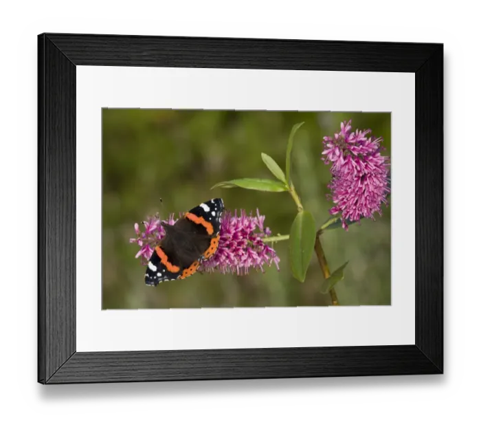 Framed Print : Red Admiral (Vanessa atalanta) adult, feeding on hebe flowers in garden, England, september Framed Print : Red Admiral (Vanessa atalanta) adult, feeding on hebe flowers in garden, England, september