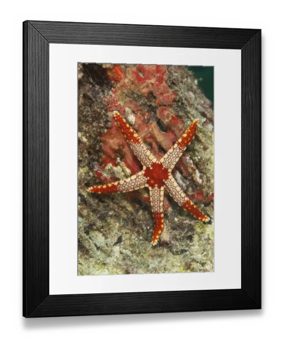 Framed Print : Candy-cane Starfish (Fromia monilis) adult, on reef, Sipadan Island, Sabah, Borneo, Malaysia Framed Print : Candy-cane Starfish (Fromia monilis) adult, on reef, Sipadan Island, Sabah, Borneo, Malaysia