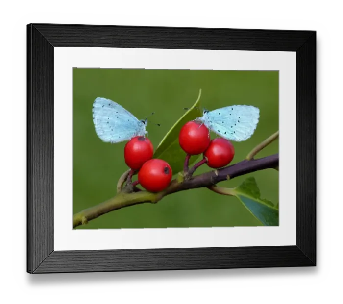 Framed Print : Holly Blue (Celastrina argiolus) two adults, resting on European Holly (Ilex aquifolium) berries, Leicestershire, England, april Framed Print : Holly Blue (Celastrina argiolus) two adults, resting on European Holly (Ilex aquifolium) berries, Leicestershire, England, april