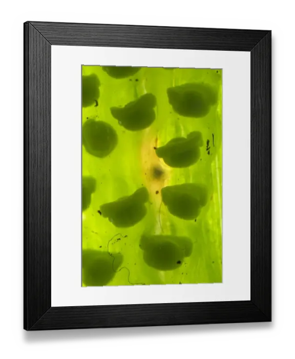 Framed Print : Berger's Glass Frog (Hyalinobatrachium bergeri) developed eggs, deposited on underside of leaf overhanging mountain stream, Departemento Cuzco, Andes, Peru