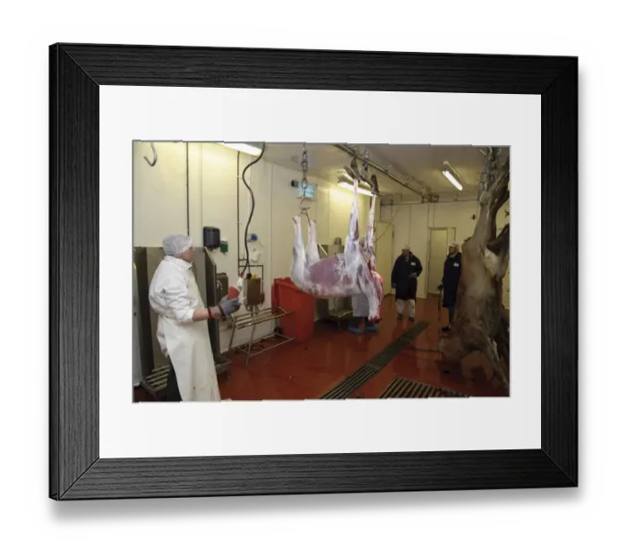 Framed Print : Deer farming, butchering Red Deer (Cervus elaphus) carcass in abattoir, England, january