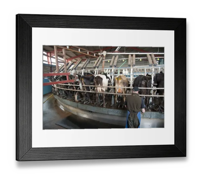 Framed Print : Dairy farming, rotary milking parlour with dairy herd being milked, Dumfries, Scotland, march