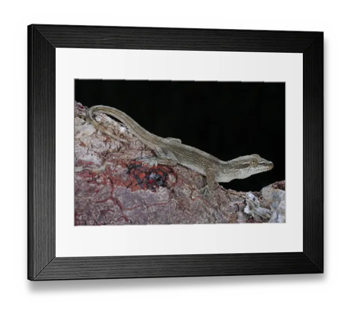 Framed Print : Dragon-blood Tree's Gecko (Hemidactylus dracaenacolus) adult, on Dragon-blood Tree (Dracaena cinnabari) trunk, Socotra, Yemen, march Framed Print : Dragon-blood Tree's Gecko (Hemidactylus dracaenacolus) adult, on Dragon-blood Tree (Dracaena cinnabari) trunk, Socotra, Yemen, march