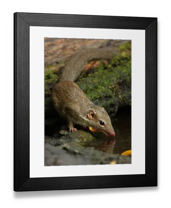 Framed Print : Northern Treeshrew (Tupaia belangeri) adult, drinking from forest pool, Kaeng Krachan N. P. Thailand, february Framed Print : Northern Treeshrew (Tupaia belangeri) adult, drinking from forest pool, Kaeng Krachan N. P. Thailand, february