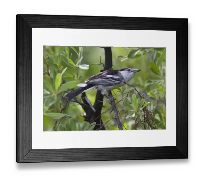Framed Print : black backed puffback Framed Print : black backed puffback
