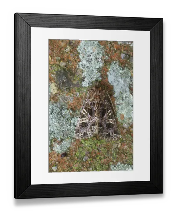 Framed Print : Lychnis Moth (Hadena bicruris) adult, Essex, England Framed Print : Lychnis Moth (Hadena bicruris) adult, Essex, England