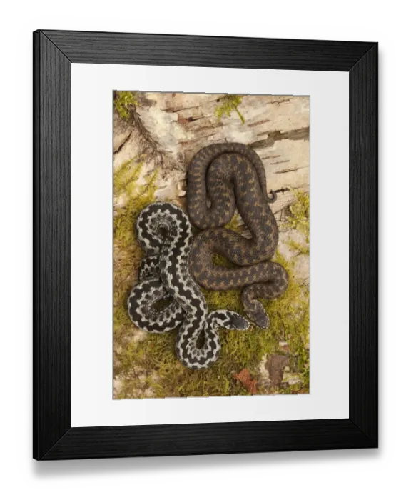 Framed Print : European Adder (Vipera berus) adult male and female, basking on birch log, Yorkshire, England, april