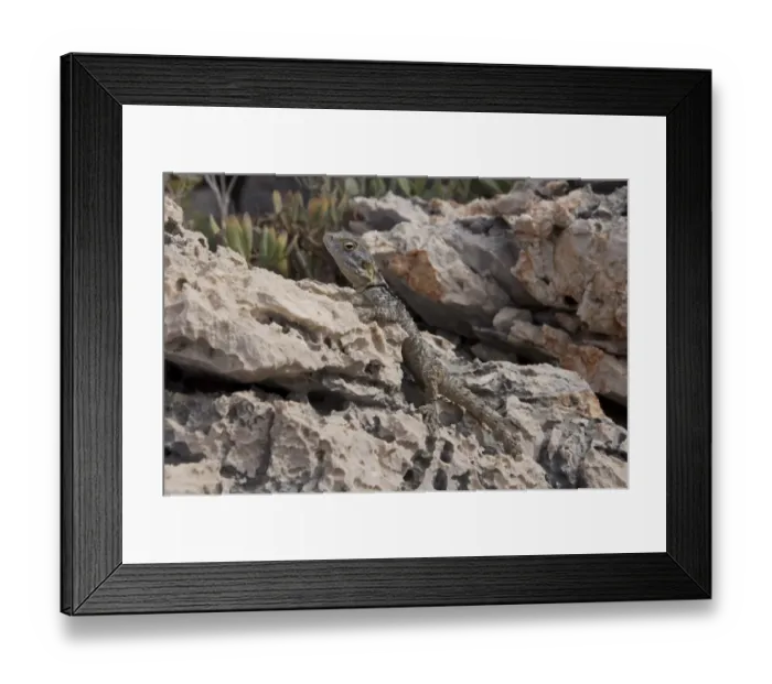 Framed Print : European Agama (Agama stellio) adult, resting on rock, Kas, Antalya Province, Turkey, october