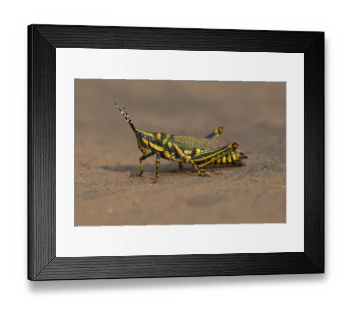 Framed Print : Painted Grasshopper (Poekilocerus pictus) adult, standing on ground, Keoladeo Ghana N. P. (Bharatpur), Rajasthan, India, november