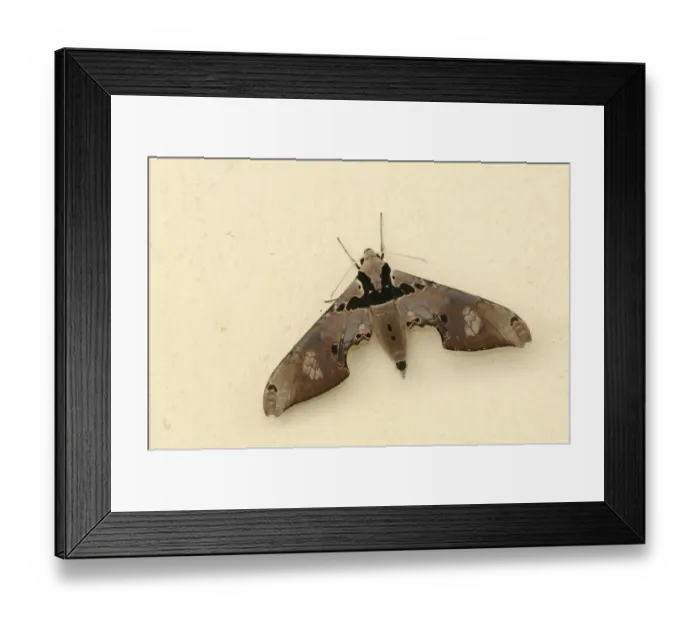 Framed Print : Hawkmoth (Adhemarius gannascus) adult, resting on wall, Trinidad, Trinidad and Tobago Framed Print : Hawkmoth (Adhemarius gannascus) adult, resting on wall, Trinidad, Trinidad and Tobago