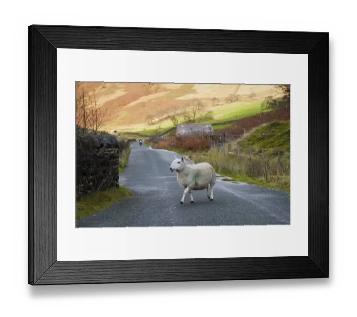 Framed Print : Domestic Sheep, Cheviot ewe, crossing rural road with approaching motorbike, Sykes, Dunsop Bridge, Forest of Bowland, Lancashire, England, november Framed Print : Domestic Sheep, Cheviot ewe, crossing rural road with approaching motorbike, Sykes, Dunsop Bridge, Forest of Bowland, Lancashire, England, november