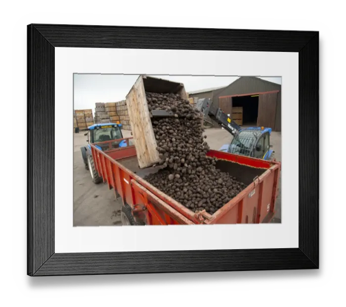 Framed Print : Potato (Solanum tuberosum) crop, loading harvested tubers on trailer ready for sorting, Ormskirk, Lancashire, England, march