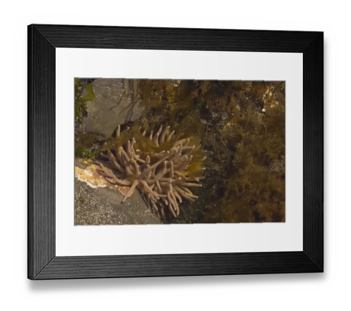 Framed Print : Snakelocks Anemone (Anemonia viridis) adult, in rockpool at low tide, Kimmeridge Bay, Dorset, England, march Framed Print : Snakelocks Anemone (Anemonia viridis) adult, in rockpool at low tide, Kimmeridge Bay, Dorset, England, march