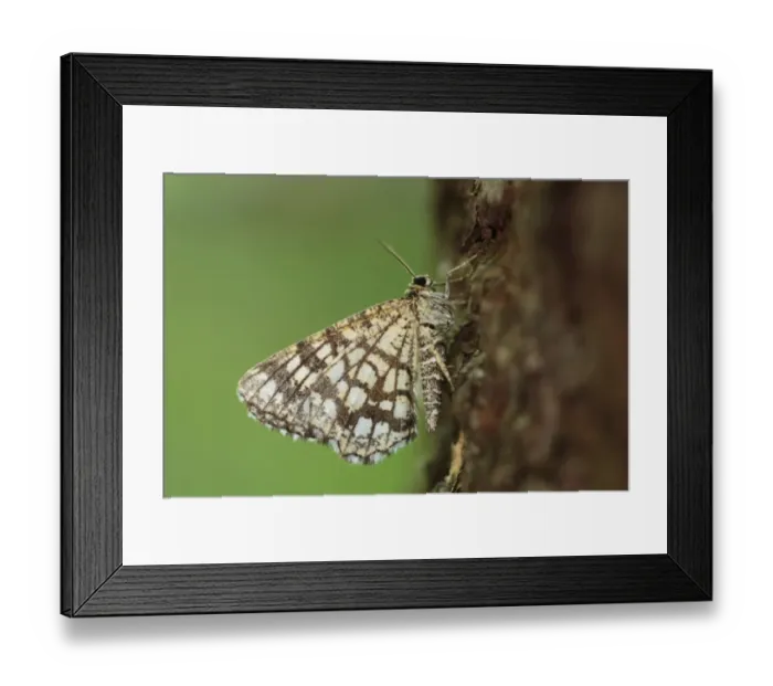 Framed Print : Latticed Heath (Chiasmia clathrata) adult, resting on tree trunk, Pyrenees, Ariege, France, may Framed Print : Latticed Heath (Chiasmia clathrata) adult, resting on tree trunk, Pyrenees, Ariege, France, may