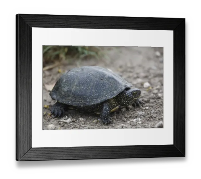 Framed Print : European Pond Terrapin (Emys orbicularis) adult, standing on soil, Bulgaria