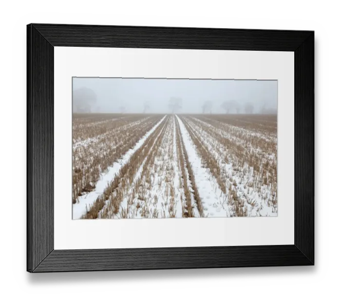 Framed Print : Snow covered stubble field with oak trees in fog, Southrepps, Norfolk, England, december Framed Print : Snow covered stubble field with oak trees in fog, Southrepps, Norfolk, England, december